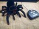 Павук Тарантул на радіоуправлінні з очима 30 см Cute Sunlight 871 Tarantula 00016413 фото 8