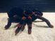 Павук Тарантул на радіоуправлінні з очима 30 см Cute Sunlight 871 Tarantula 00016413 фото 6