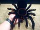 Павук Тарантул на радіоуправлінні з очима 30 см Cute Sunlight 871 Tarantula 00016413 фото 7