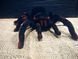 Павук Тарантул на радіоуправлінні з очима 30 см Cute Sunlight 871 Tarantula 00016413 фото 5