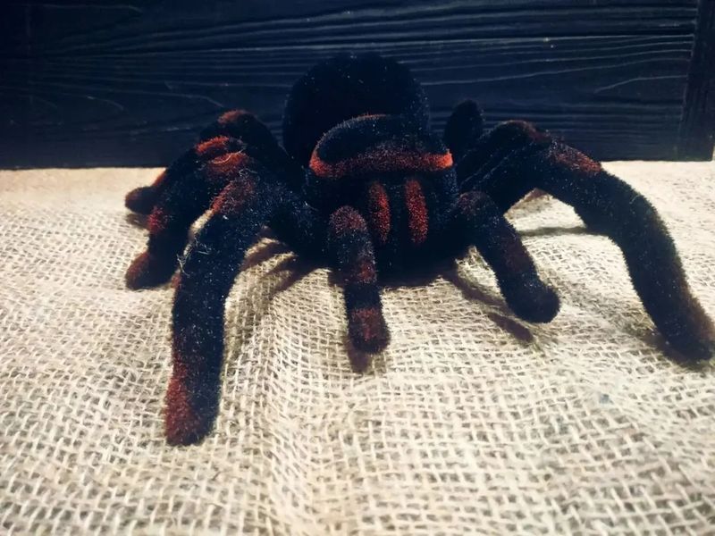 Павук Тарантул на радіоуправлінні з очима 30 см Cute Sunlight 871 Tarantula 00016413 фото