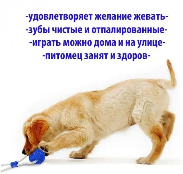 Многофункциональная игрушка для собак канат на присоске с мячом 00022002 фото
