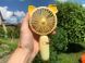 Портативный аккумуляторный мини вентилятор с ушками и RGB подсветкой Mini Fan (SQ-2165) Желтый 00018571 фото 2