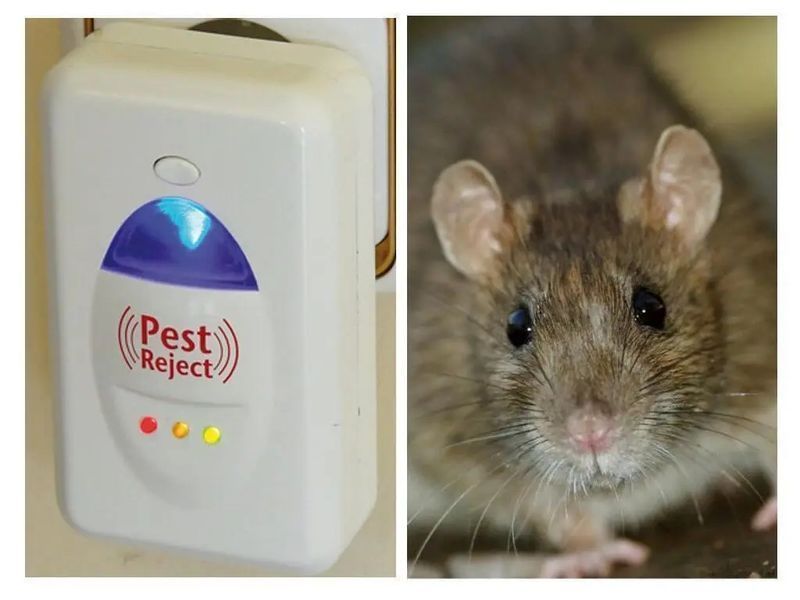 Засіб для знищення гризунів та комах Pest Reject 00013222 фото